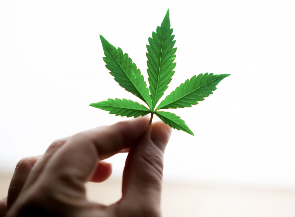 Patient holding cannabis leaf