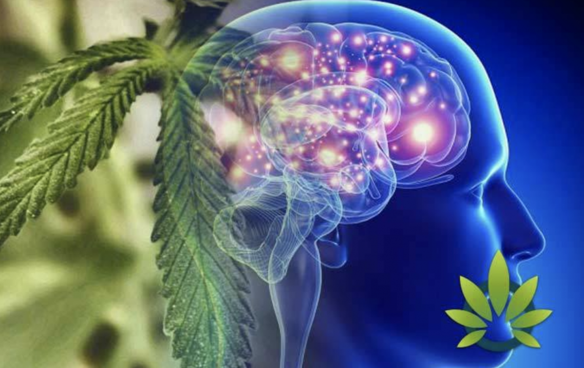 How Medical Marijuana Can Help With Epilepsy FadeMD Blog   Screen Shot 2022 05 08 At 10.00.16 PM 1200x757 