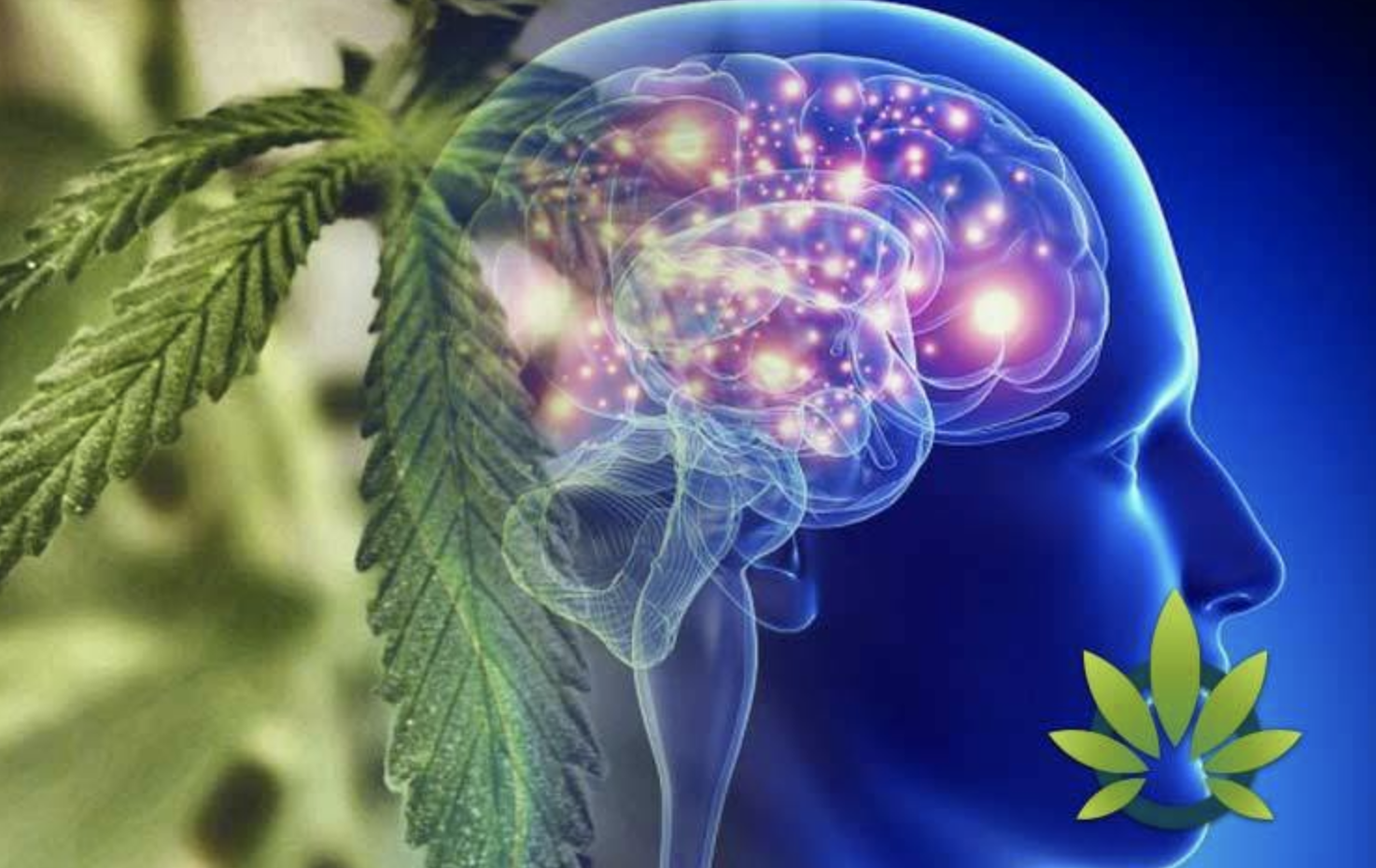 How Medical Marijuana Can Help With Epilepsy – FadeMD Blog